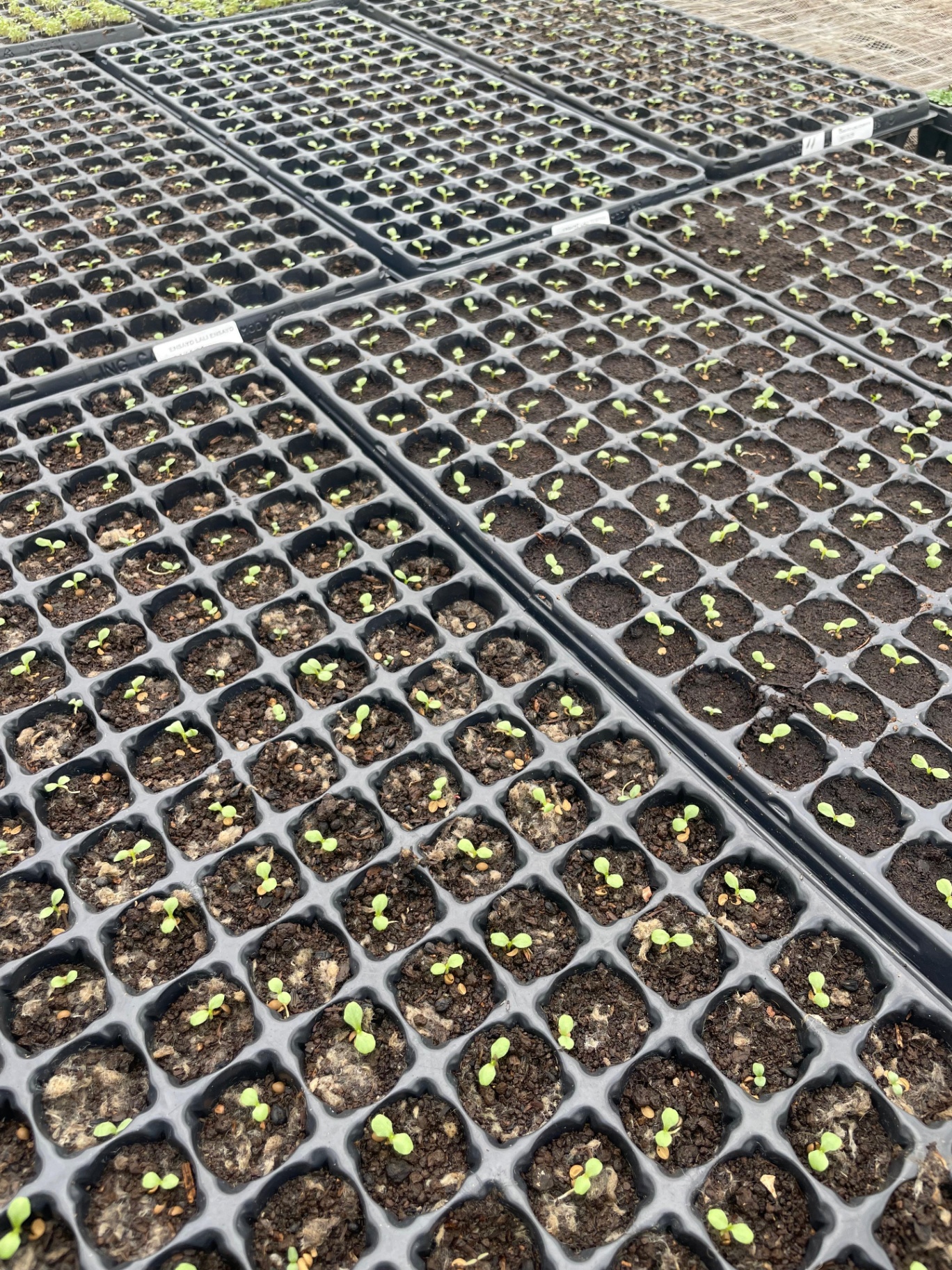 Plantines germinando en bandejas
